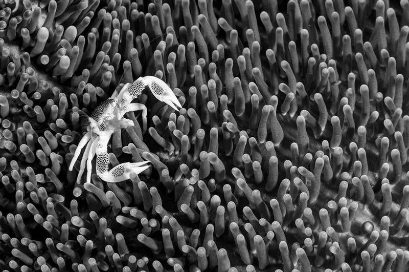 Bata Mdogo - Image 2