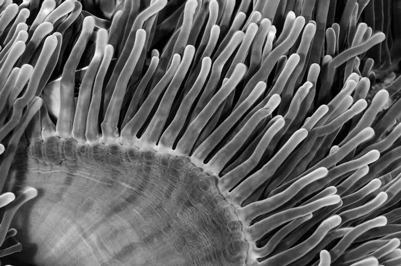 Water Plant - Image 2