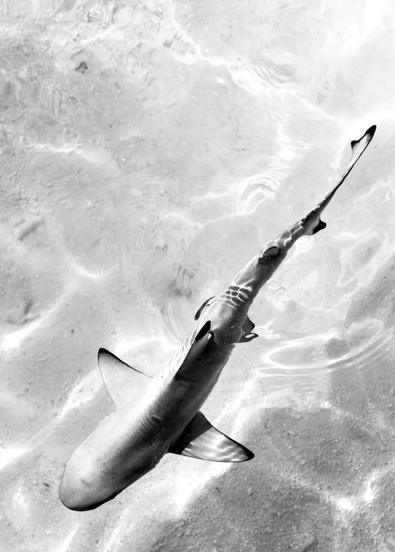 Sharks Tail - Image 2