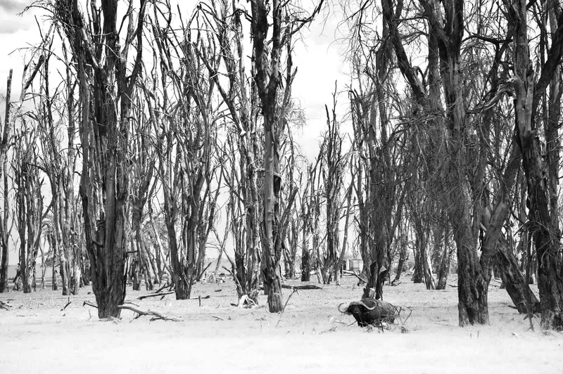 Buffalo forest - Image 2