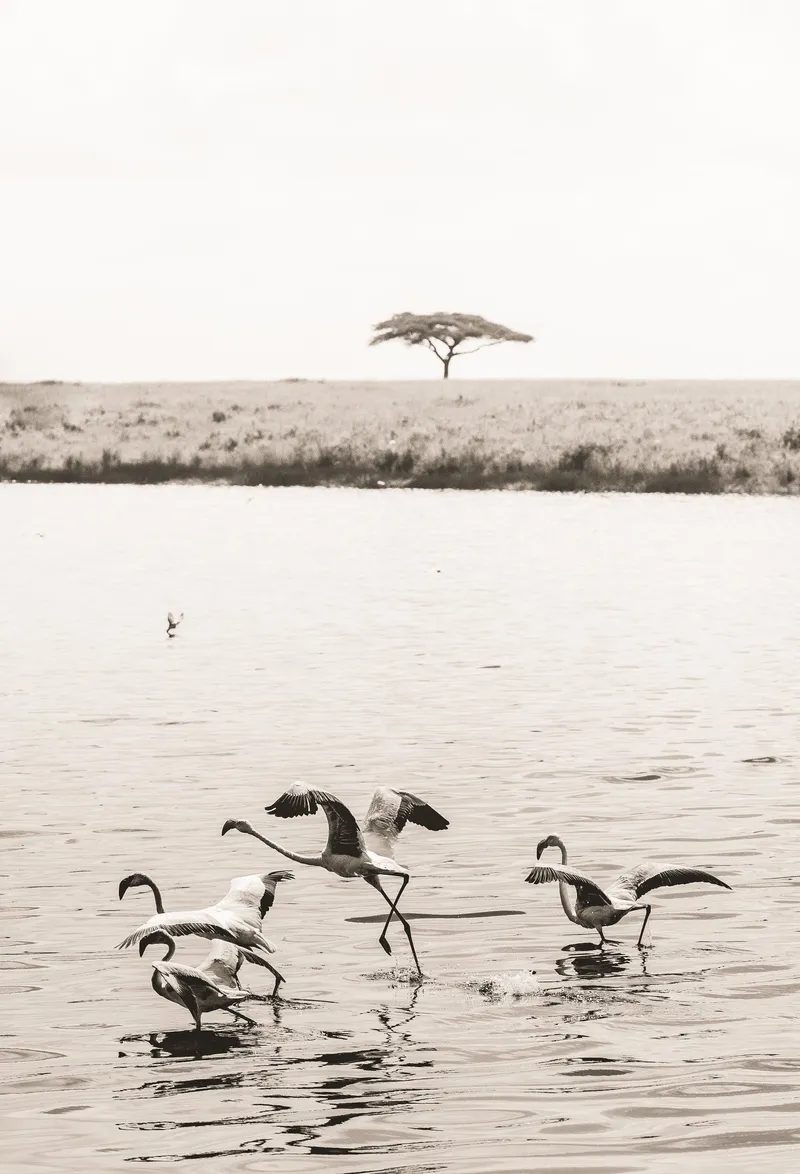 Taking flight - Image 2