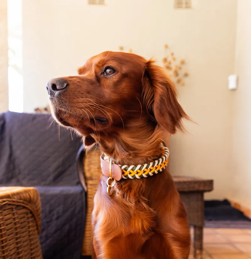 Spring SNOOT - Image 1