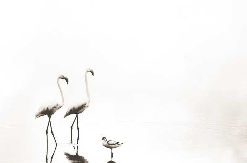 The pair - Image 2