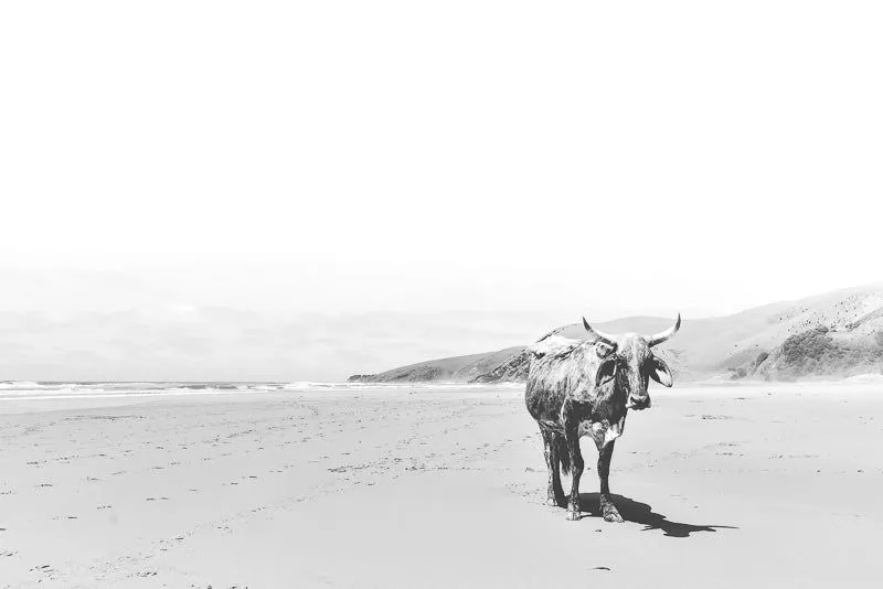 Lone Nguni - Image 1