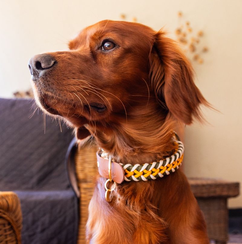 Snoot Collars