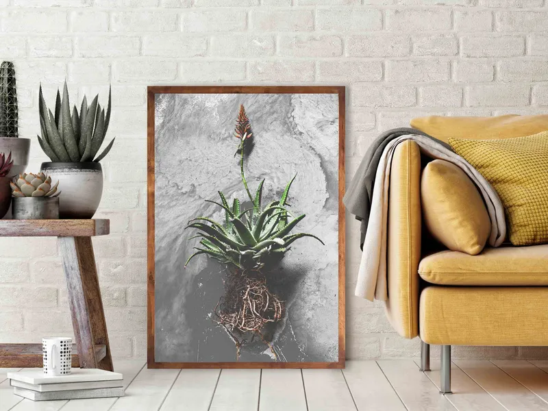 Red Hot Poker - Image 1