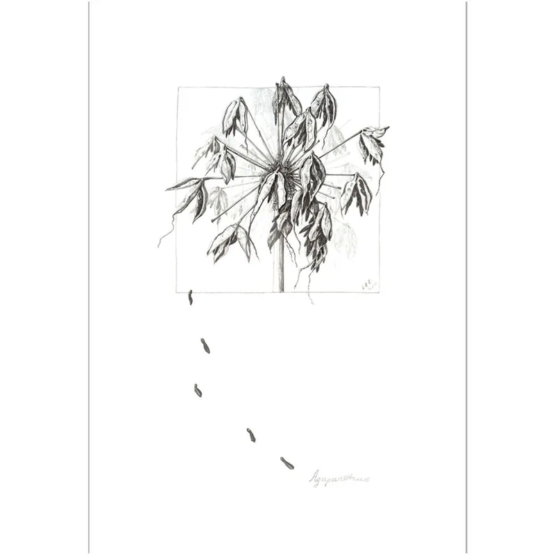 Agapanthus Seeds - Image 1