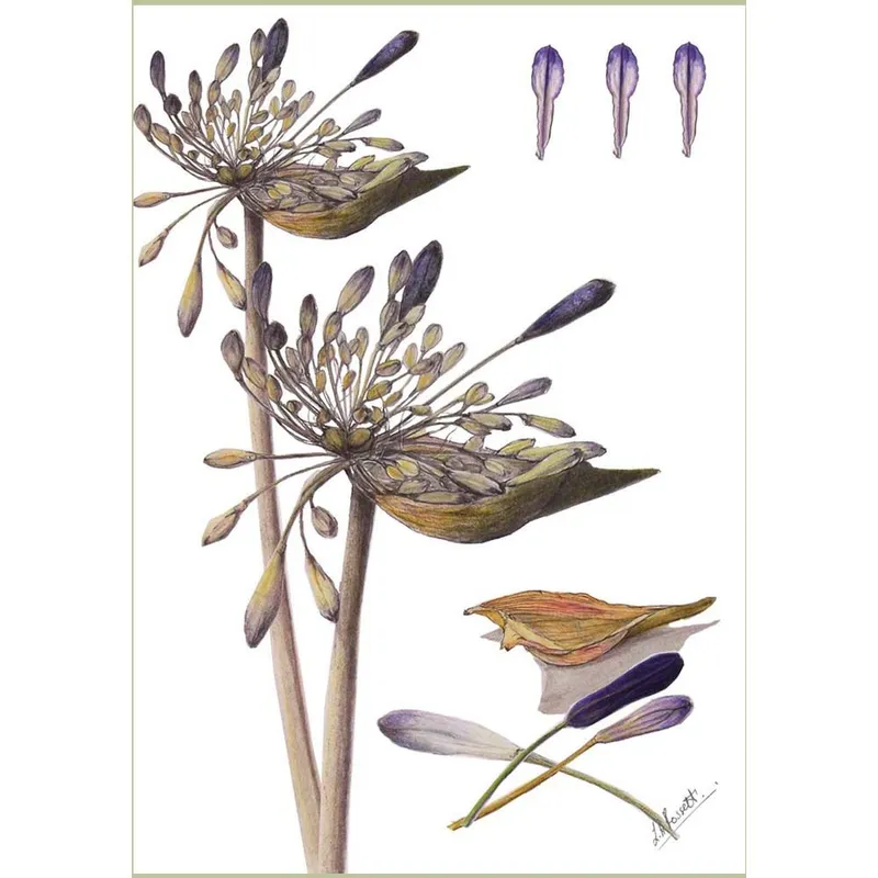 Gift Cards: Agapanthus Buds (Pack of 4) - Image 2