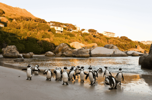 Boulders Beach | Simon’s Town | Kalk Bay